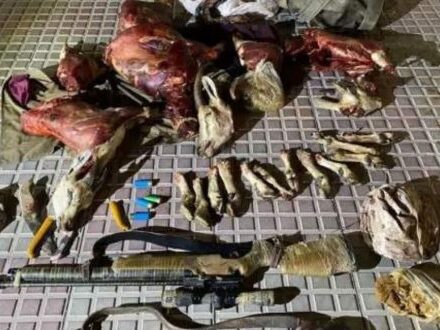 ۲ شکارچی دستگیر و لاشه ۳ راس بز وحشی در شهرستان جهرم کشف شد