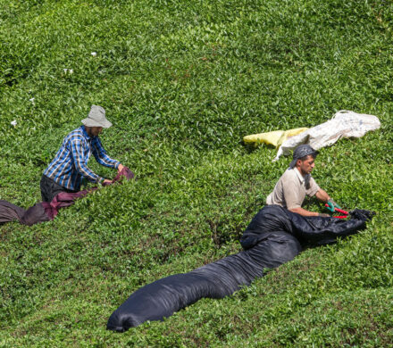 تولید برگ سبز چای در کشور افزایش یافت