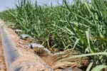 معاون کشاورزی کشت و صنعت میرزا کوچک‌خان خبر داد: افزایش ۲۰ درصدی بهره‌وری آب در مزارع نیشکر با مدیریت علمی