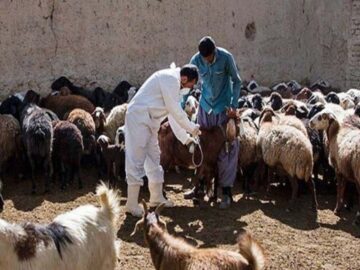 ایمن سازی دام های سبک شوشتر علیه بیماری های واگیردار دامی